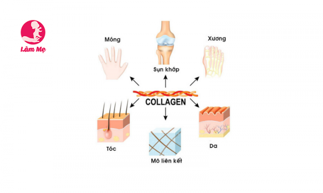 Cơ thể phụ nữ khi bị mất collagen sẽ xuất hiện “2 ÍT - 3 NHIỀU”, cần cải thiện ngay